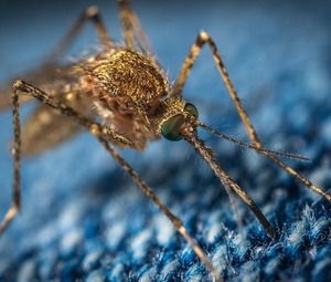 NNGYK csipőszúnyogok elleni védekezésről tájékoztatás